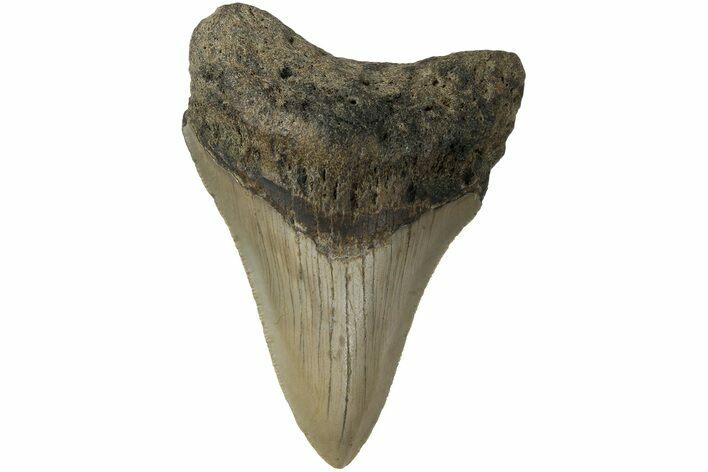 Serrated, Fossil Megalodon Tooth - North Carolina #183345